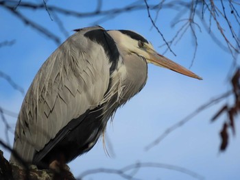 Grey Heron 岡山旭川 Sun, 1/3/2021