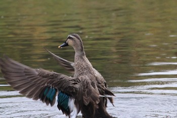 Eastern Spot-billed Duck 清瀬市 Sun, 11/27/2016