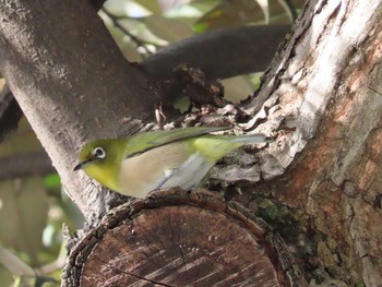 Warbling White-eye 岡山旭川 Sun, 1/3/2021