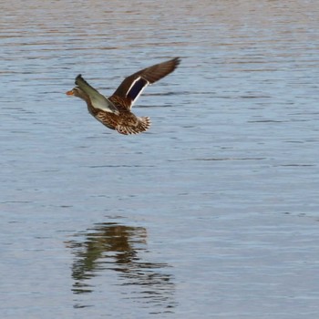 Mallard 岡山百間川 Sun, 1/3/2021