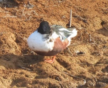 Common Shelduck 宇都宮市テクノさくら公園 Unknown Date