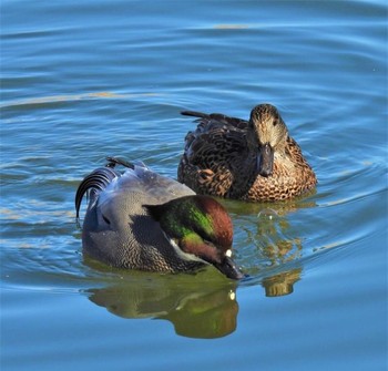 Falcated Duck 羽生水郷公園 Sat, 1/2/2021