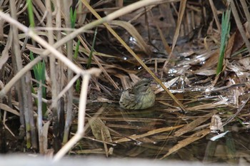 Masked Bunting 清瀬市 Sun, 11/27/2016