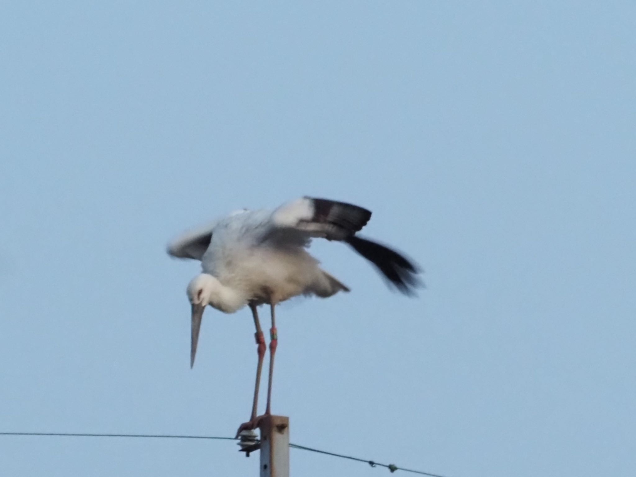 稲美町加古 コウノトリの写真 by まさ