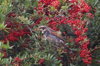 Dusky Thrush 清瀬市 Sun, 11/27/2016