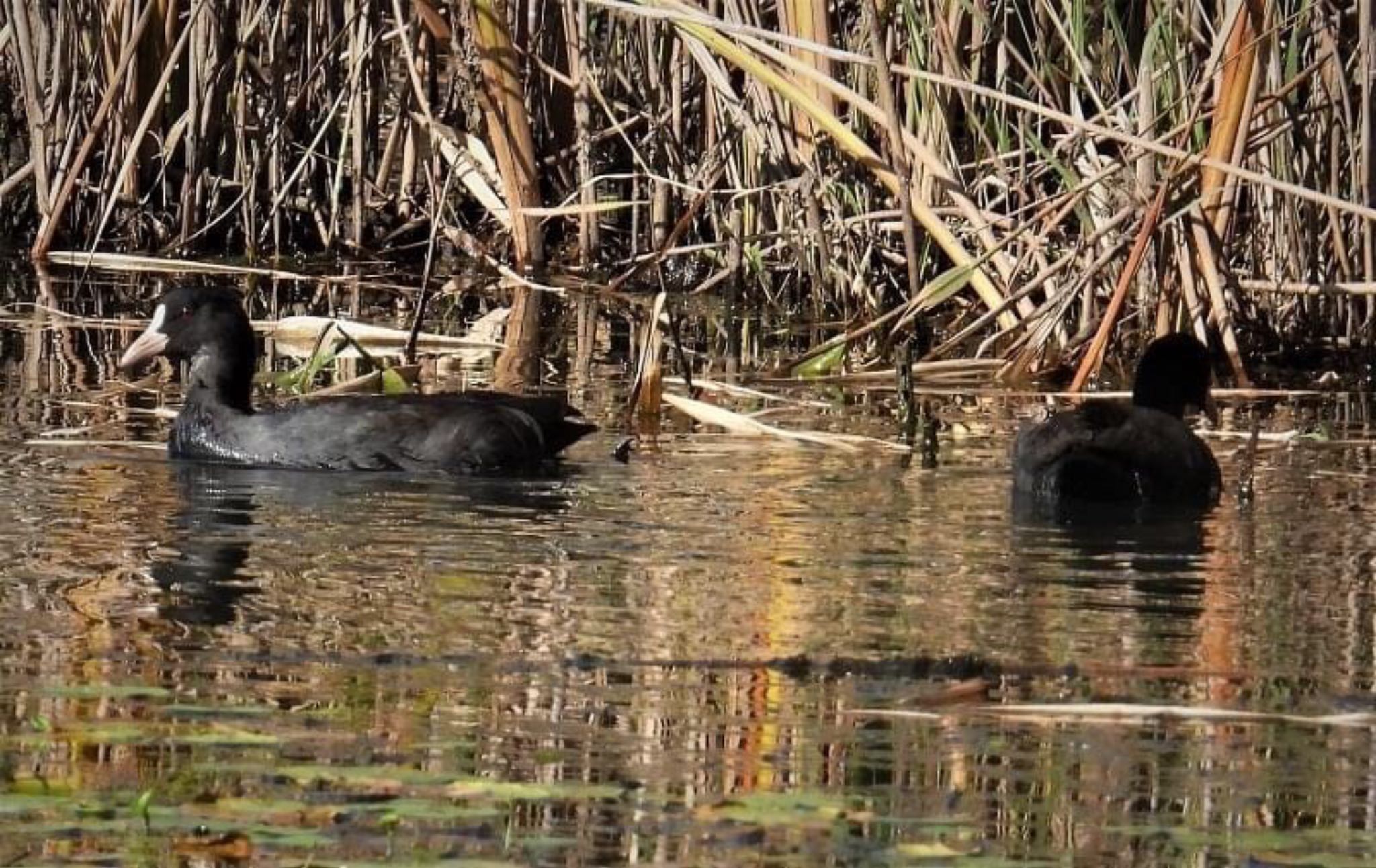 Common Moorhen