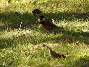 Varied Tit 羽生水郷公園 Unknown Date