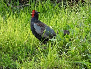 Green Pheasant 白岡市 Unknown Date