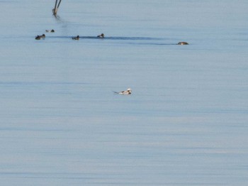 Fri, 1/1/2021 Birding report at 日の出三番瀬沿い緑道