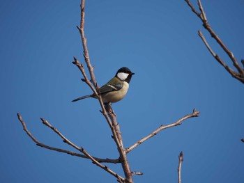 Japanese Tit Kasai Rinkai Park Sun, 1/3/2021