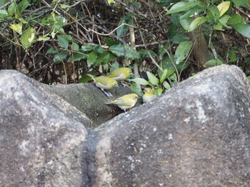 Warbling White-eye Kasai Rinkai Park Sun, 1/3/2021