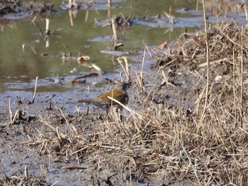 Pale Thrush Kasai Rinkai Park Sun, 1/3/2021