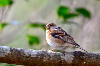 Brambling 油山市民の森 Sun, 1/3/2021