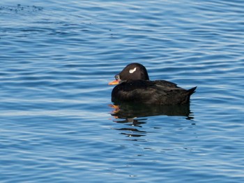 White-winged Scoter 日の出三番瀬沿い緑道 Fri, 1/1/2021