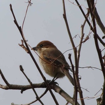 Bull-headed Shrike 八竜湿地 Sun, 1/3/2021