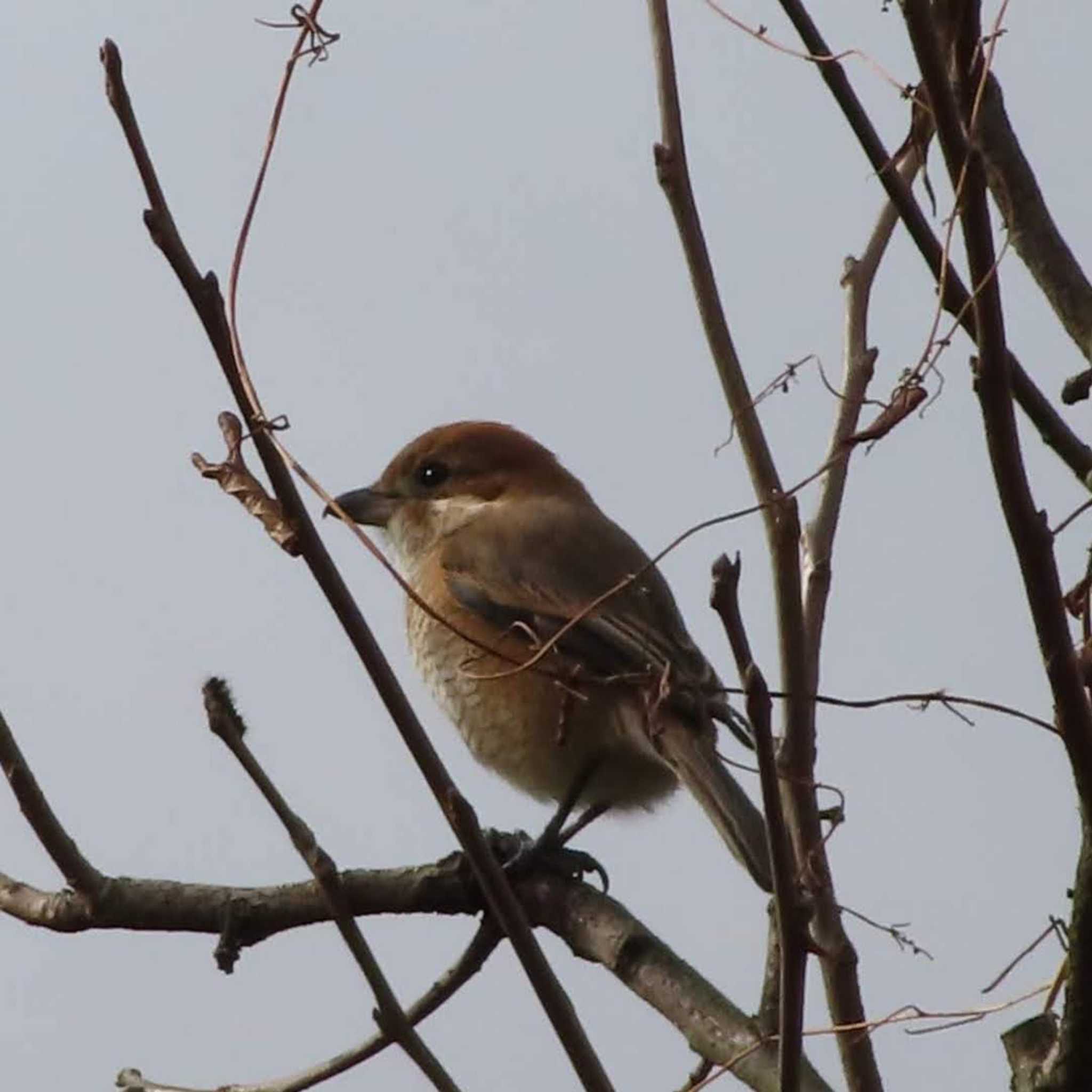 Bull-headed Shrike