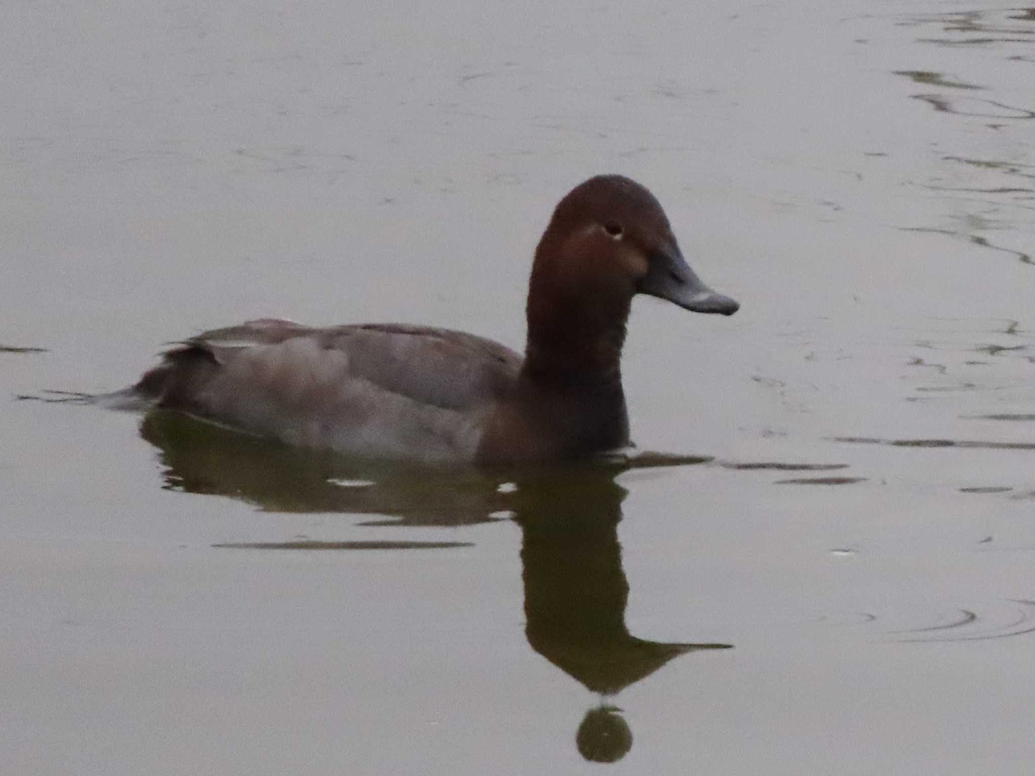 Common Pochard