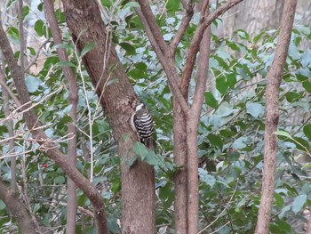 Japanese Pygmy Woodpecker 八竜湿地 Sun, 1/3/2021