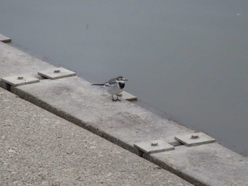 Wagtail 愛知県名古屋市守山区御膳洞　雨池公園 Sun, 1/3/2021