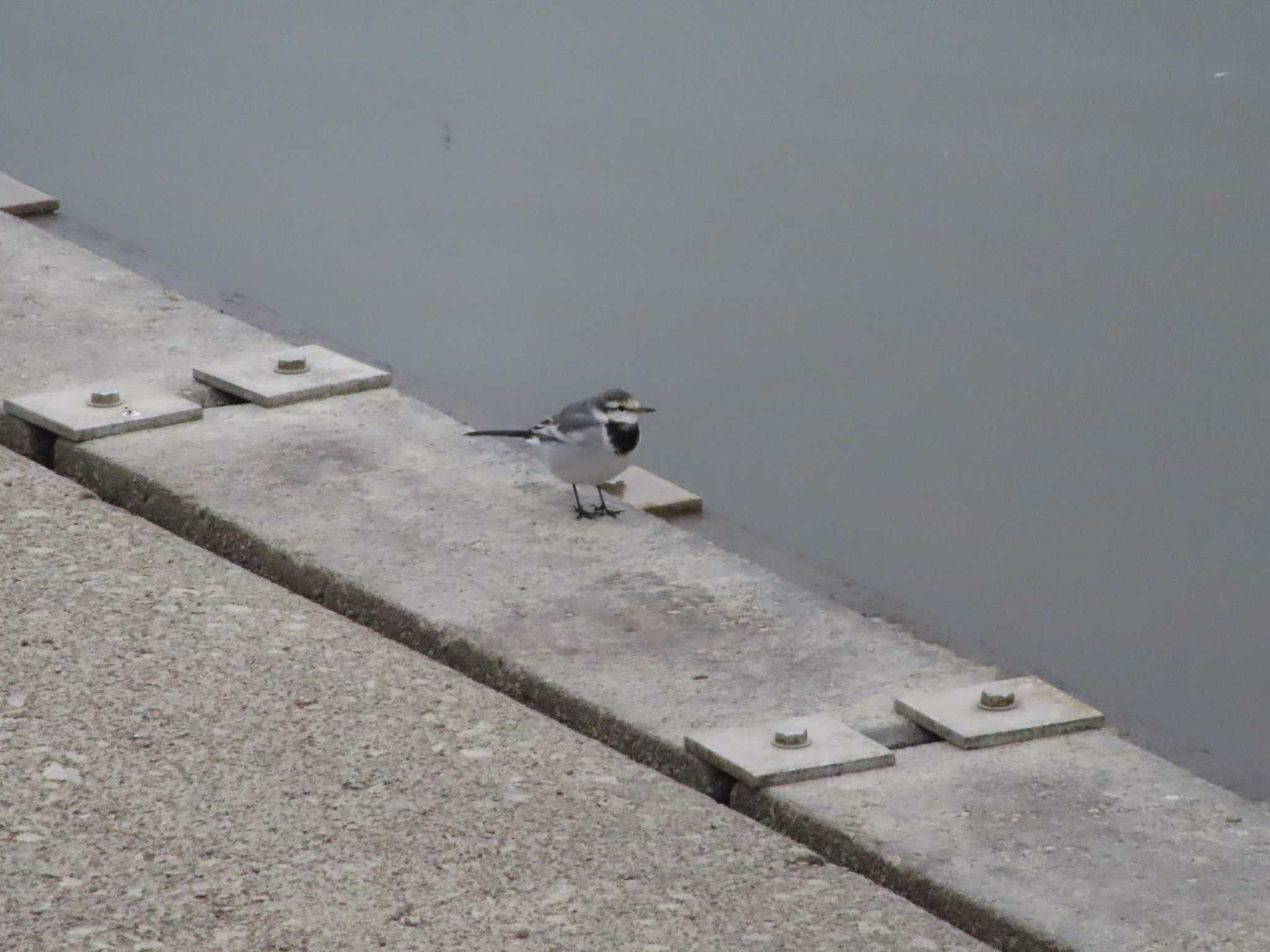 Wagtail