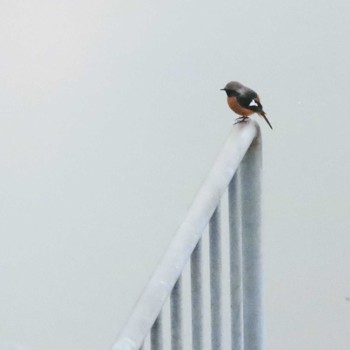 Daurian Redstart 愛知県名古屋市守山区御膳洞　雨池公園 Sun, 1/3/2021