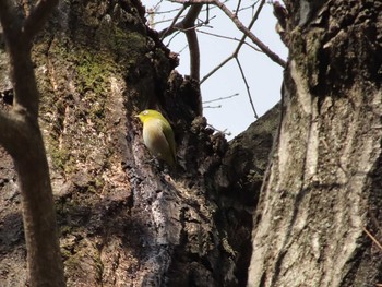 Warbling White-eye 小幡緑地東園 Sun, 1/3/2021