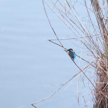 Common Kingfisher 愛知県名古屋市守山区御膳洞　雨池公園 Sun, 1/3/2021