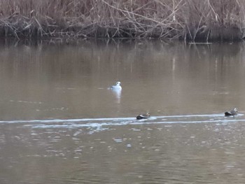 Smew 愛知県名古屋市守山区御膳洞　雨池公園 Sun, 1/3/2021