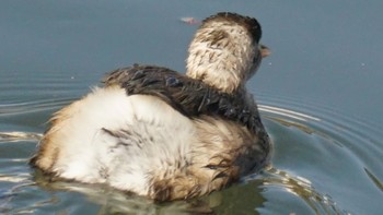 2021年1月3日(日) 芝川の野鳥観察記録