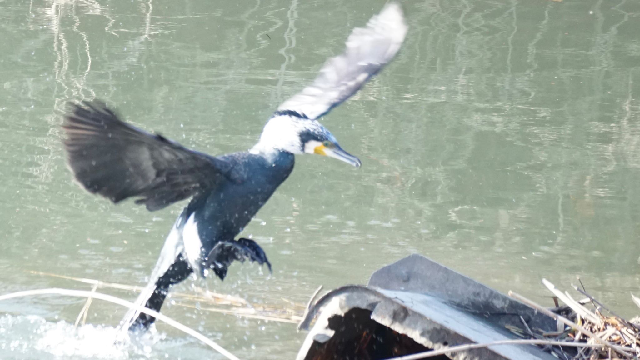 芝川 カワウの写真 by ツピ太郎