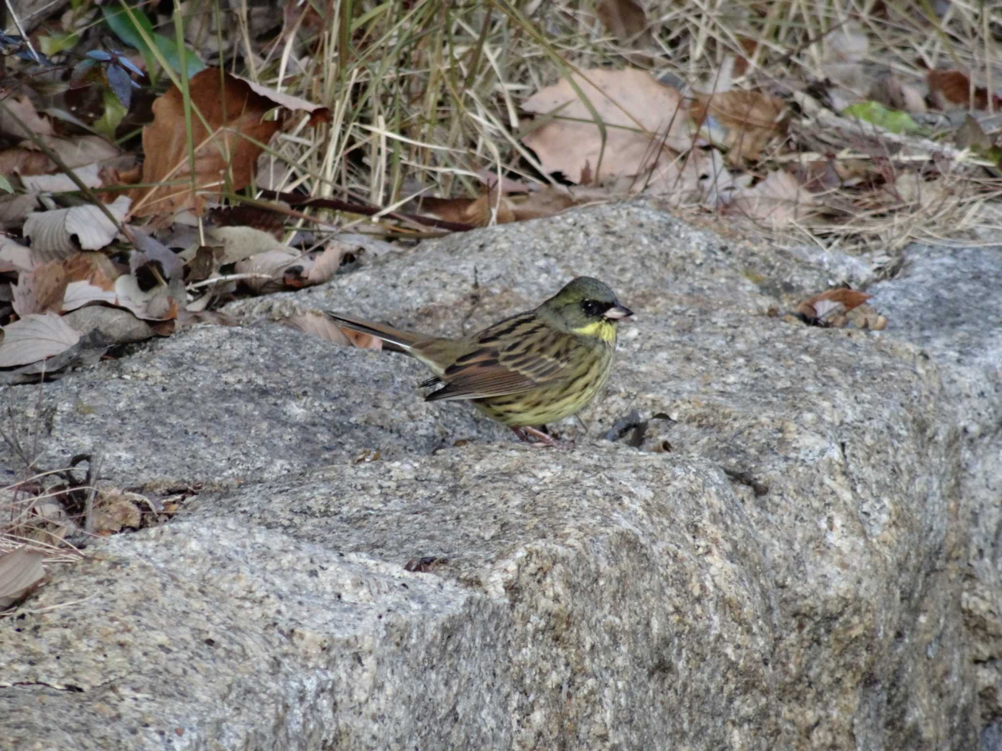 Photo of Masked Bunting at Mikiyama Forest Park by Michinoji