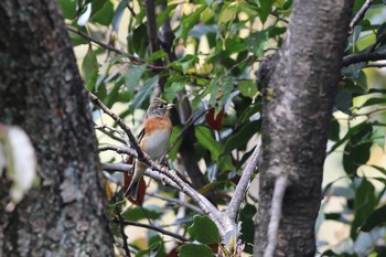 2016年11月27日(日) 東京大学附属植物園の野鳥観察記録