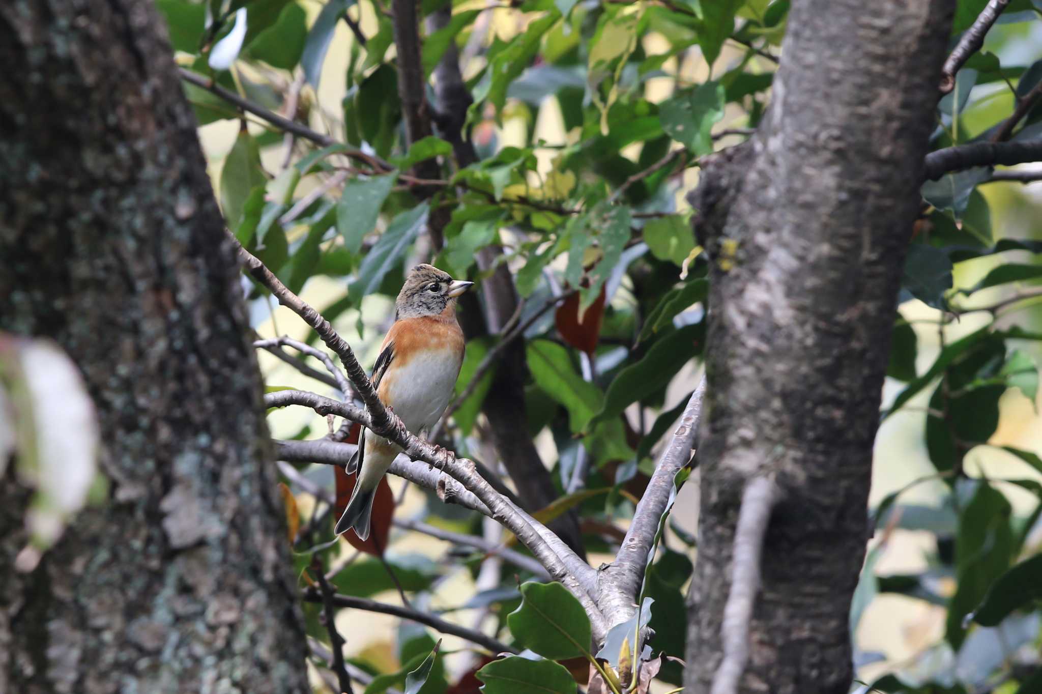 東京大学附属植物園 アトリの写真