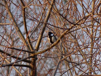 Japanese Tit 加古川 Sun, 1/3/2021