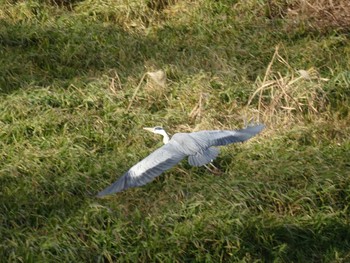 Grey Heron 加古川 Sun, 1/3/2021