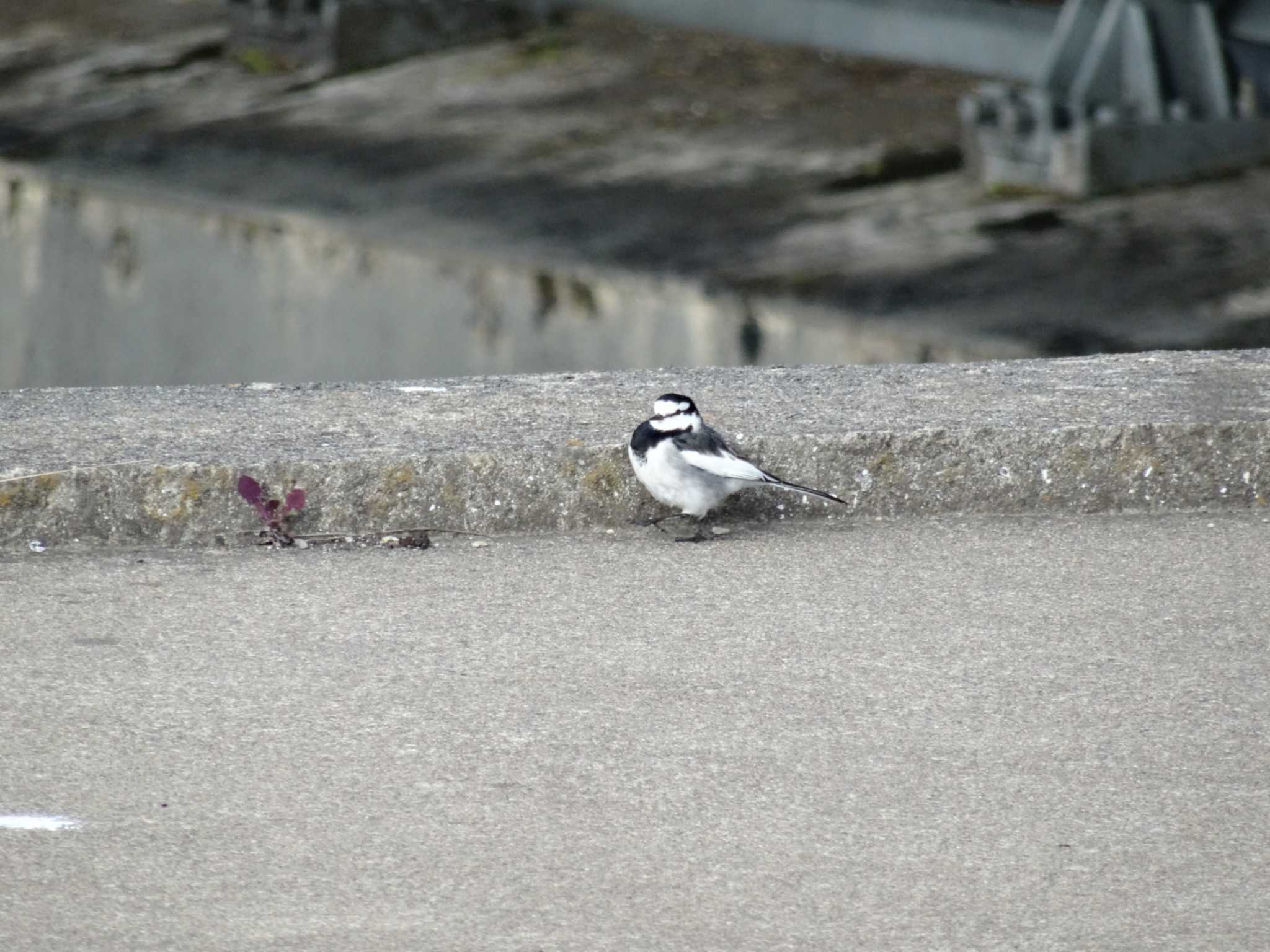 Photo of Wagtail at 加古川 by Michinoji