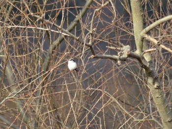 Long-tailed Tit 加古川 Sun, 1/3/2021