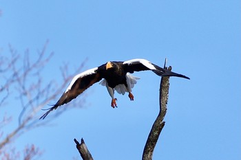 Steller's Sea Eagle 栃木県 Sun, 1/3/2021