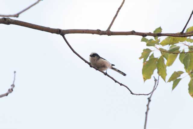 Photo of Long-tailed Tit at 霞ヶ浦総合公園 by natoto