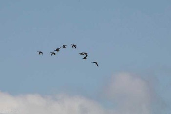 Brant Goose 霞ヶ浦 Sat, 11/26/2016