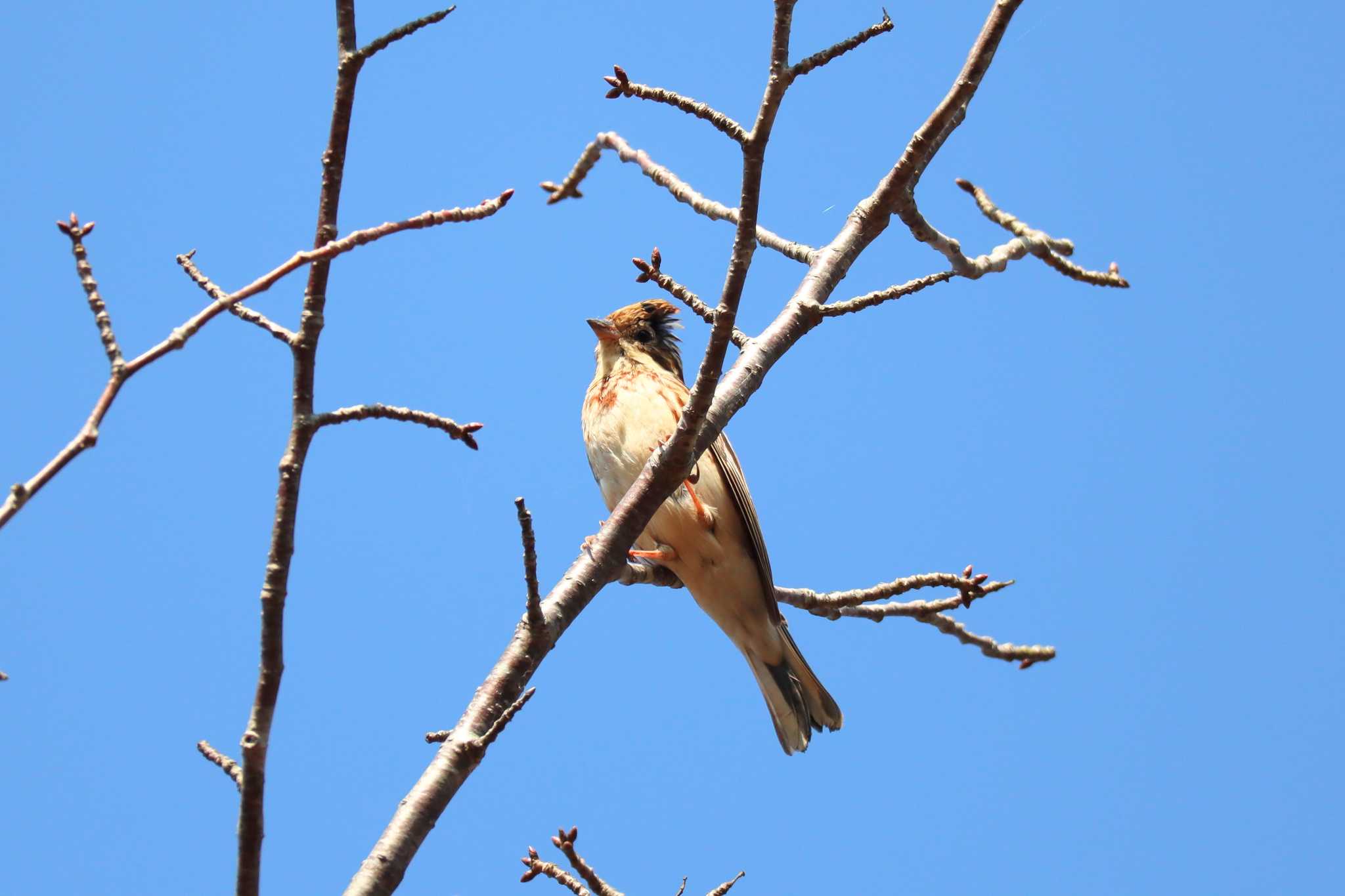 何の鳥か教えて頂きたいです? by y