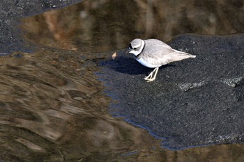 2021年1月3日(日) 鶴見川の野鳥観察記録