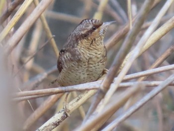 Eurasian Wryneck Kasai Rinkai Park Sun, 1/3/2021