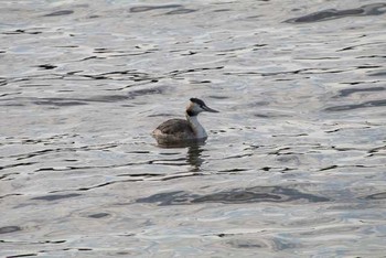 Great Crested Grebe 霞ヶ浦 Sat, 11/26/2016