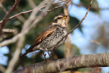 Dusky Thrush Kasai Rinkai Park Sun, 1/3/2021