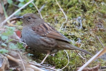 Japanese Accentor Hayatogawa Forest Road Fri, 1/1/2021