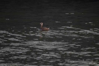 Great Crested Grebe 霞ヶ浦 Sat, 11/26/2016