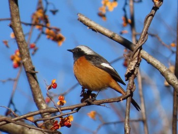 Daurian Redstart Hayatogawa Forest Road Fri, 1/1/2021