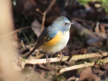 Red-flanked Bluetail Hayatogawa Forest Road Fri, 1/1/2021