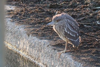 2021年1月2日(土) 守谷市の野鳥観察記録